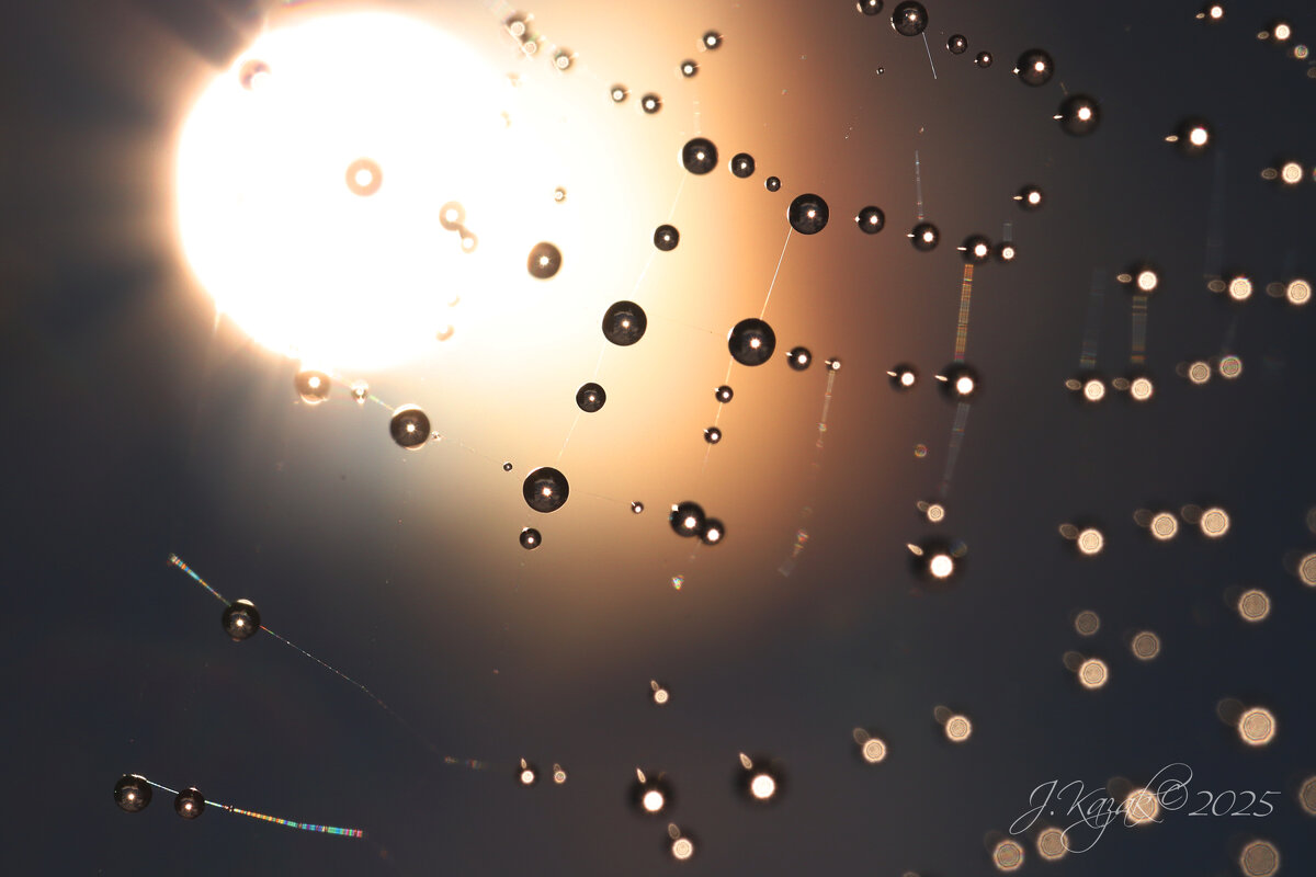 *** - Елена Kазак (selena1965)