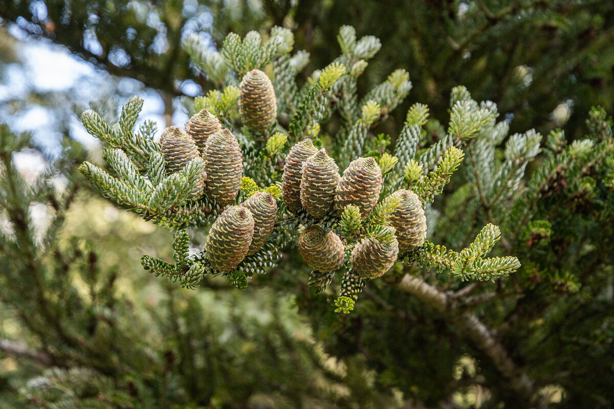 Шишки... - Павел Катков Шишки... - Павел Катков