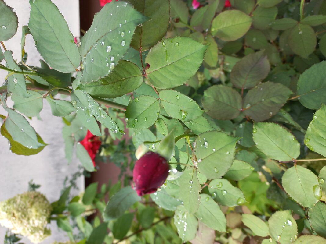 После осеннего дождя - Svetlana 