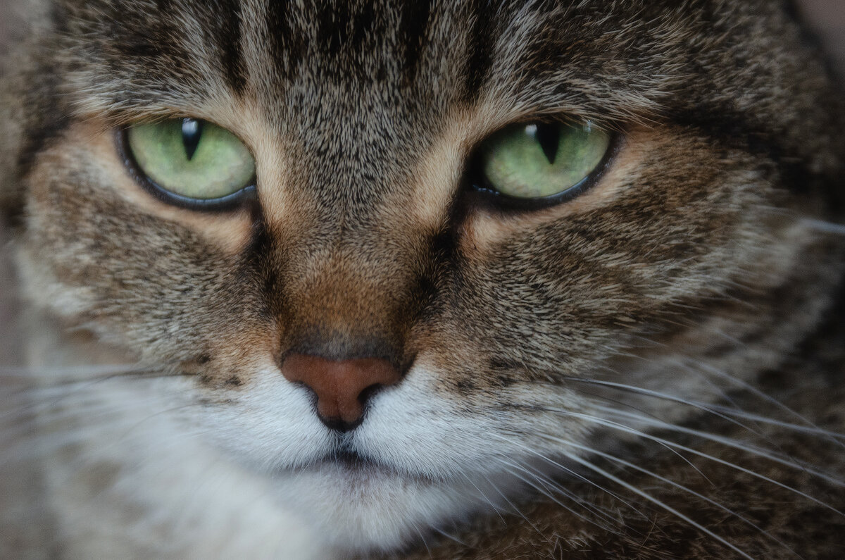 Мур мур - Виктор Иванович Чернюк