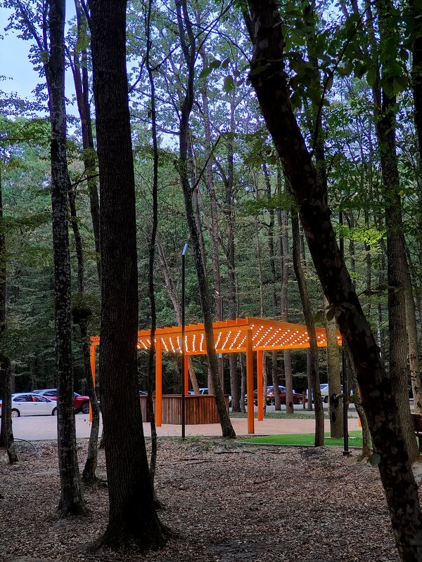 На прогулке в лесу за городом...Вечер... - tatyana 