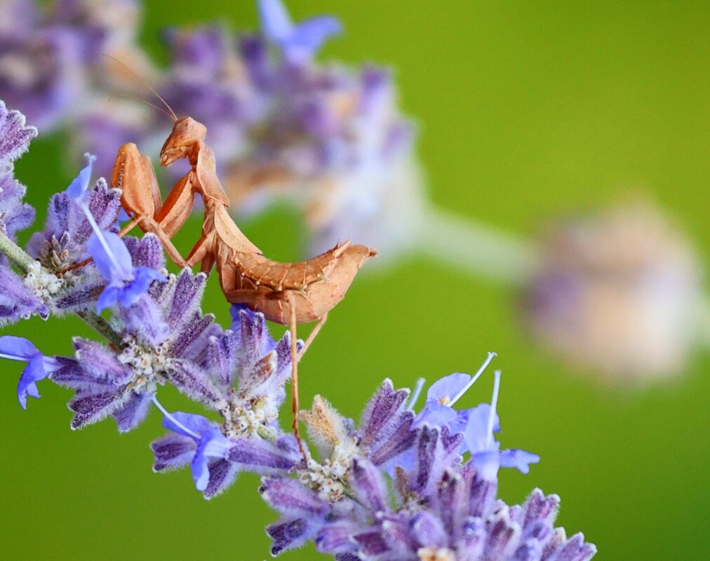 Богомол на лаванде - Светлана Тихонина