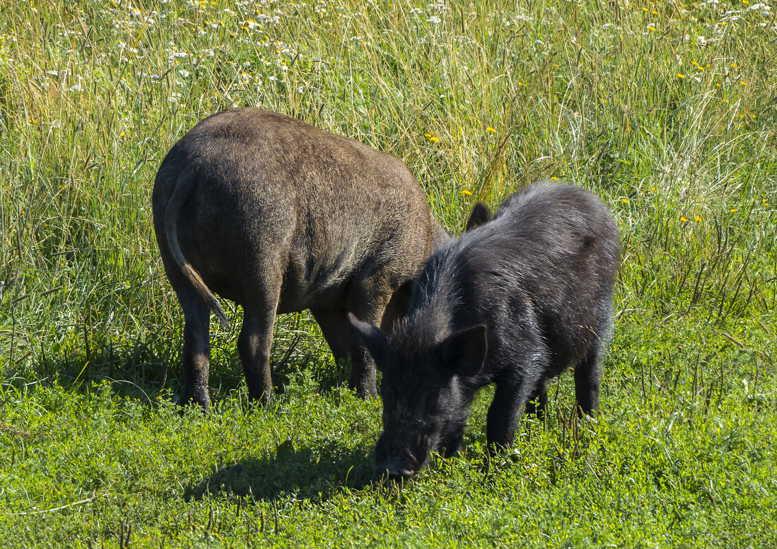 Кабанчики на берегу реки - Сергей Цветков Кабанчики на берегу реки - Сергей Цветков