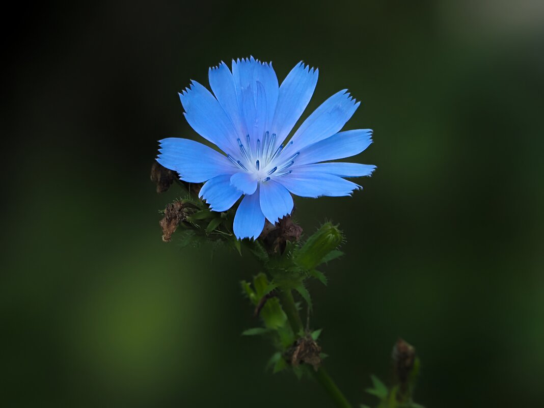 *** - Олег Алексеев