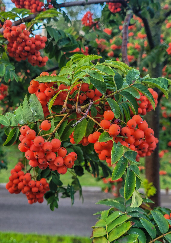 "День, когда горят костры рябин" - Татьяна Машошина