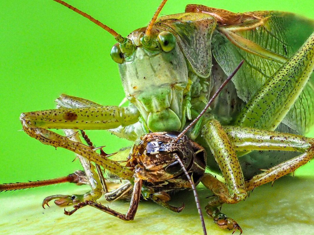 Хищник. - Олег Савицкий