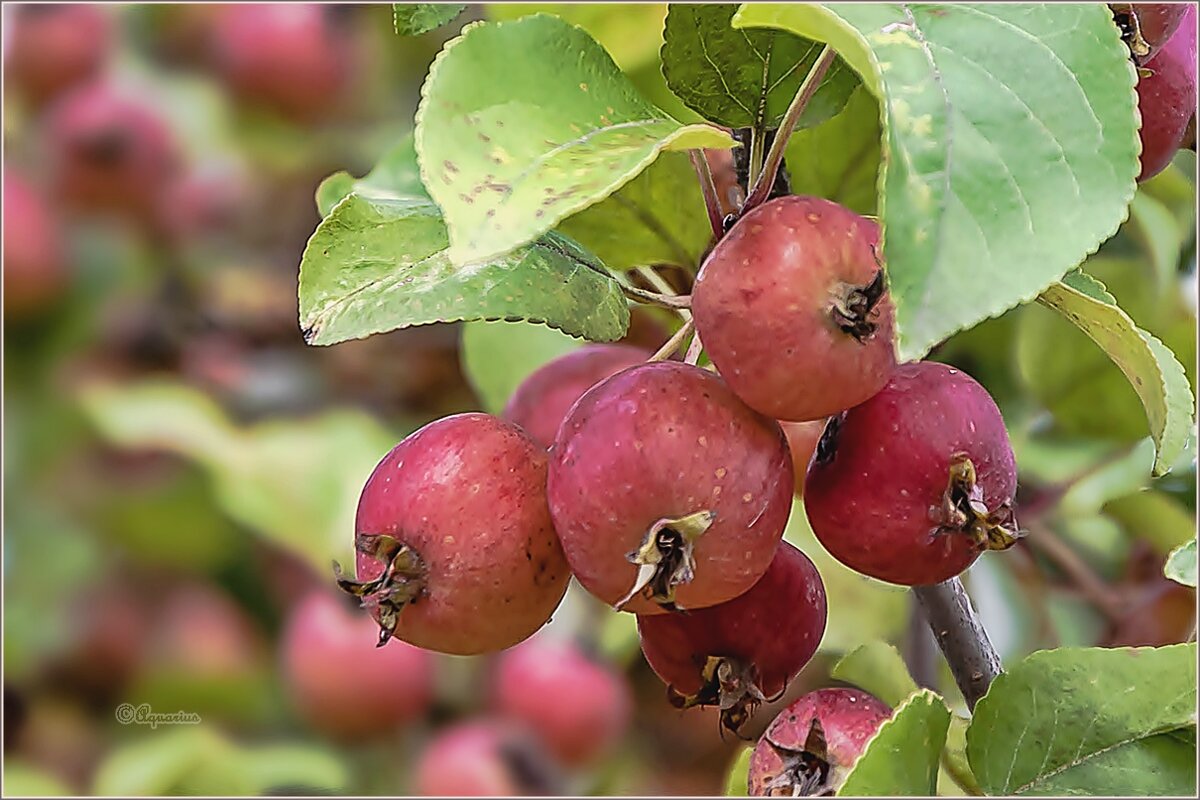 Вот и осень ... - Aquarius - Сергей