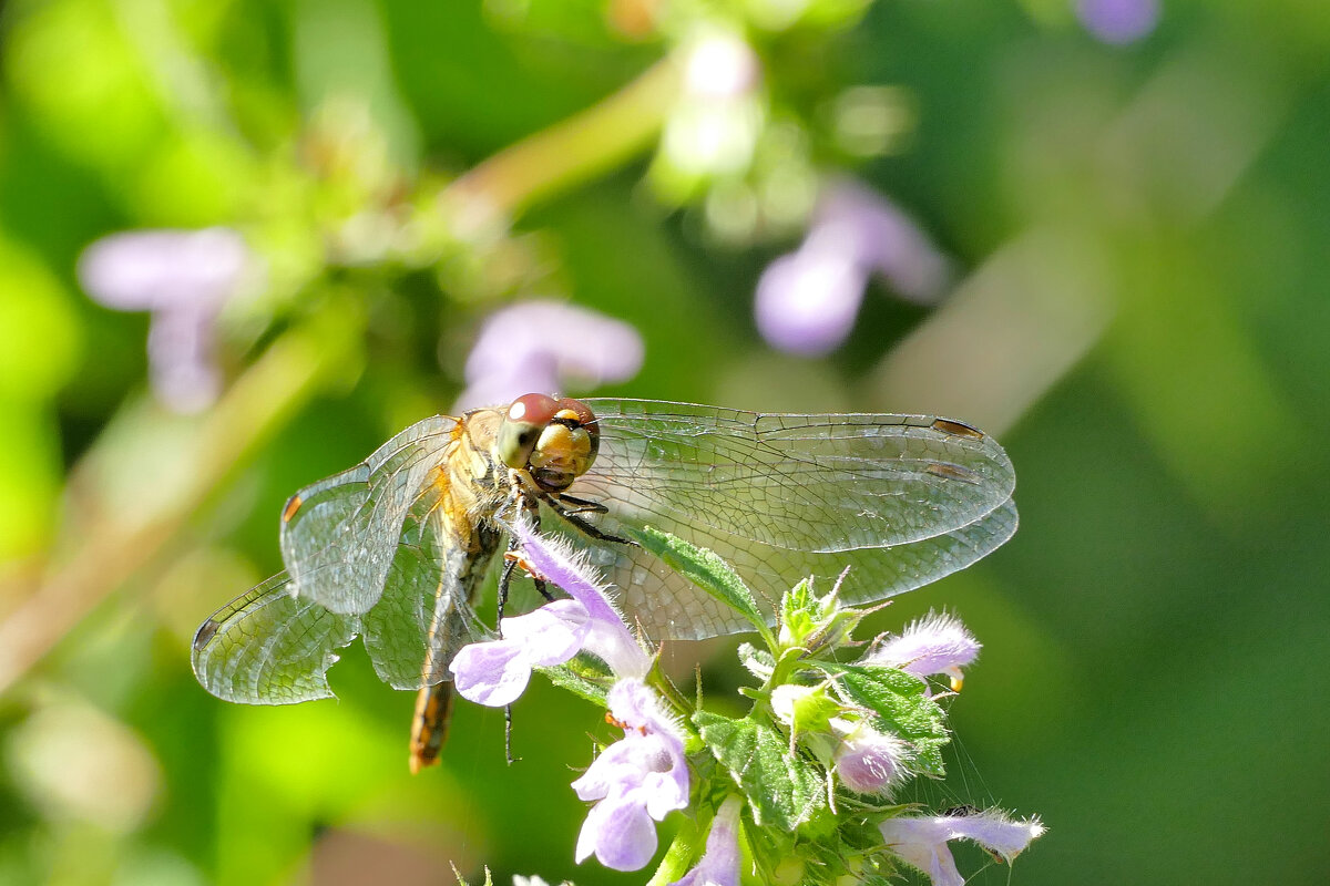 Природа конца лета 7 - Александр Прокудин Природа конца лета 7 - Александр Прокудин