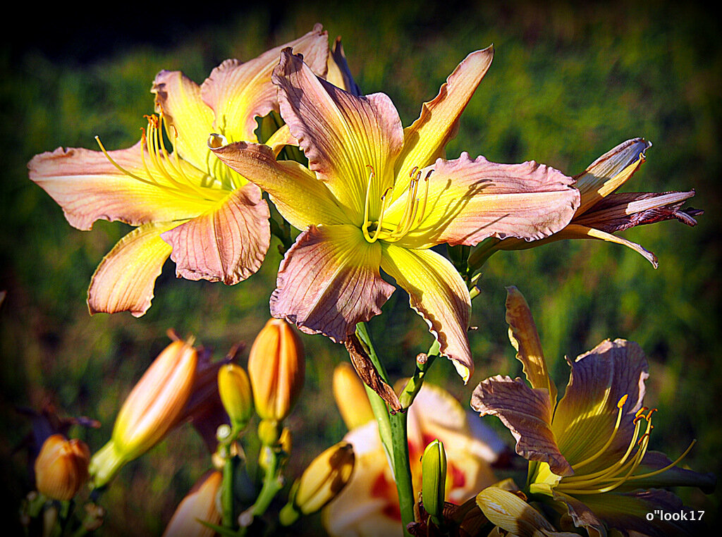 они на радость нам даны - Олег Лукьянов они на радость нам даны - Олег Лукьянов