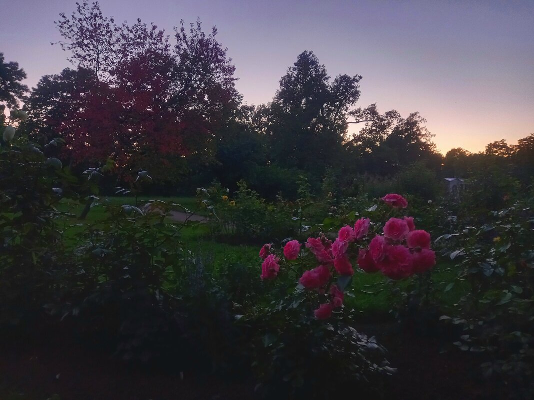 Закат - Сапсан 