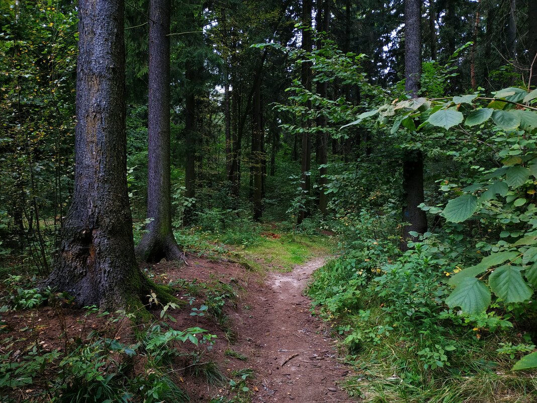В тёмно-зеленом лесу - Андрей Лукьянов В тёмно-зеленом лесу - Андрей Лукьянов
