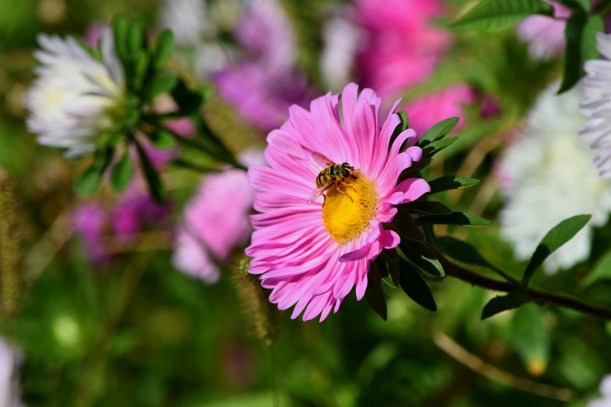 Мужик на цветочке - Татьяна Евдокимова