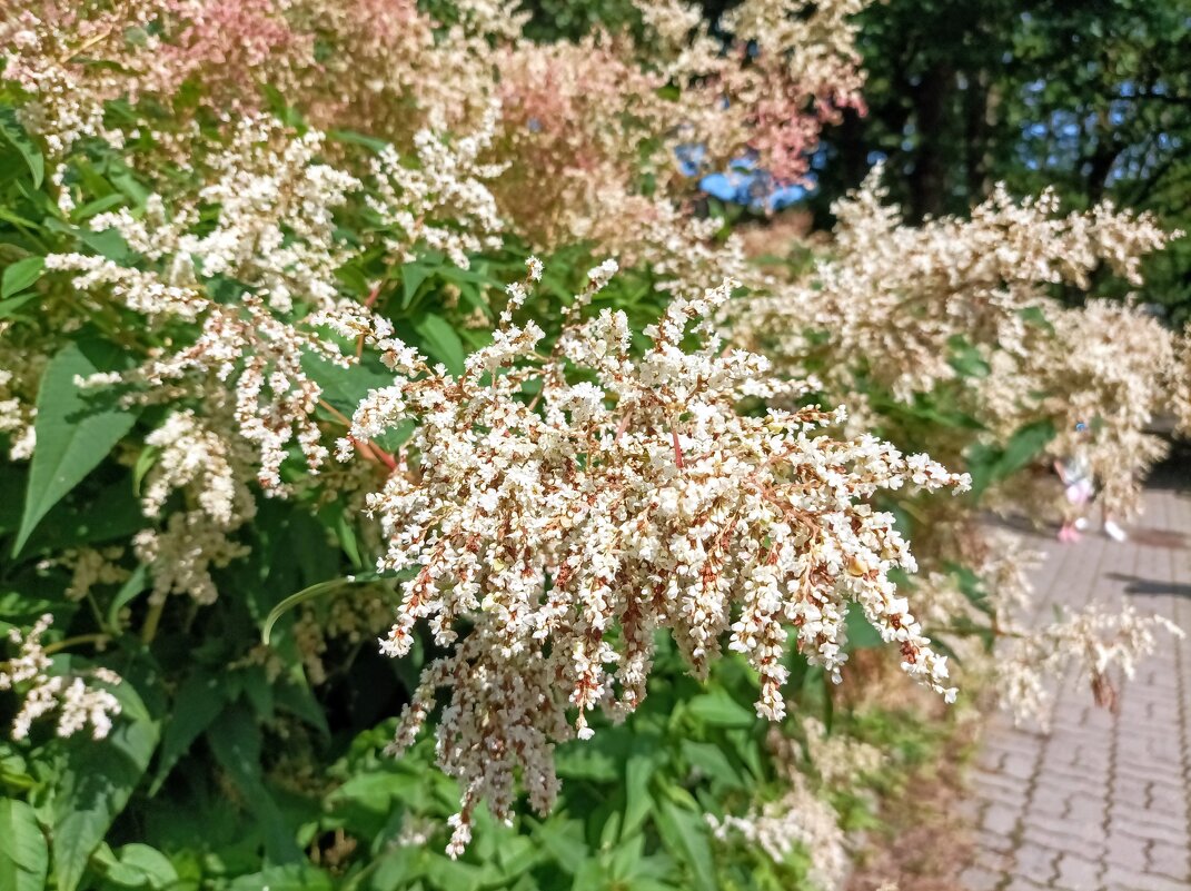 Горец изменчивый - Veera V