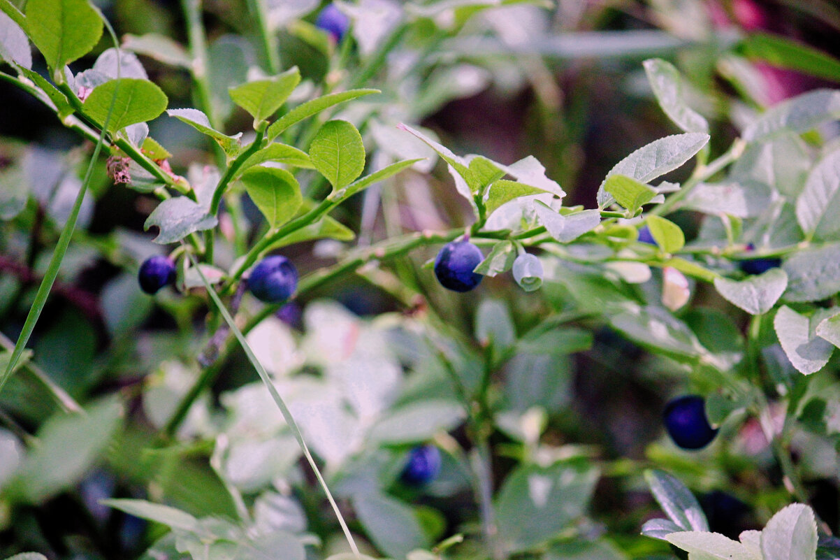 Веточка черники - Сергей Кочнев