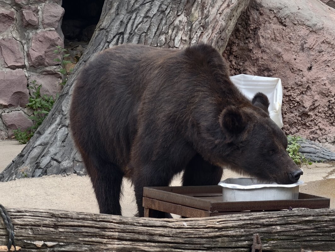 Бурый медведь Гром - <<< Наташа >>>