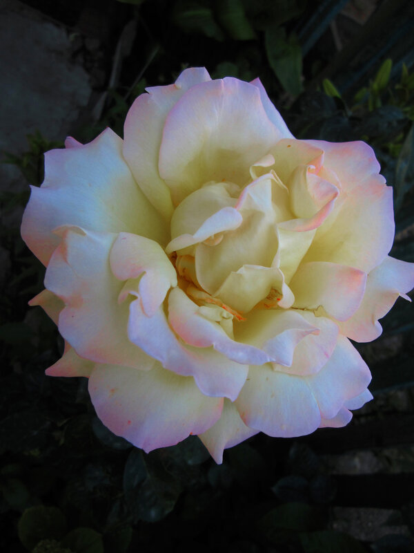 Нежная Глория  Дей - Валентин Семчишин