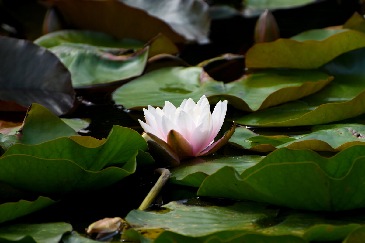 Лето в Ботаническом... Август. - Наташа *****