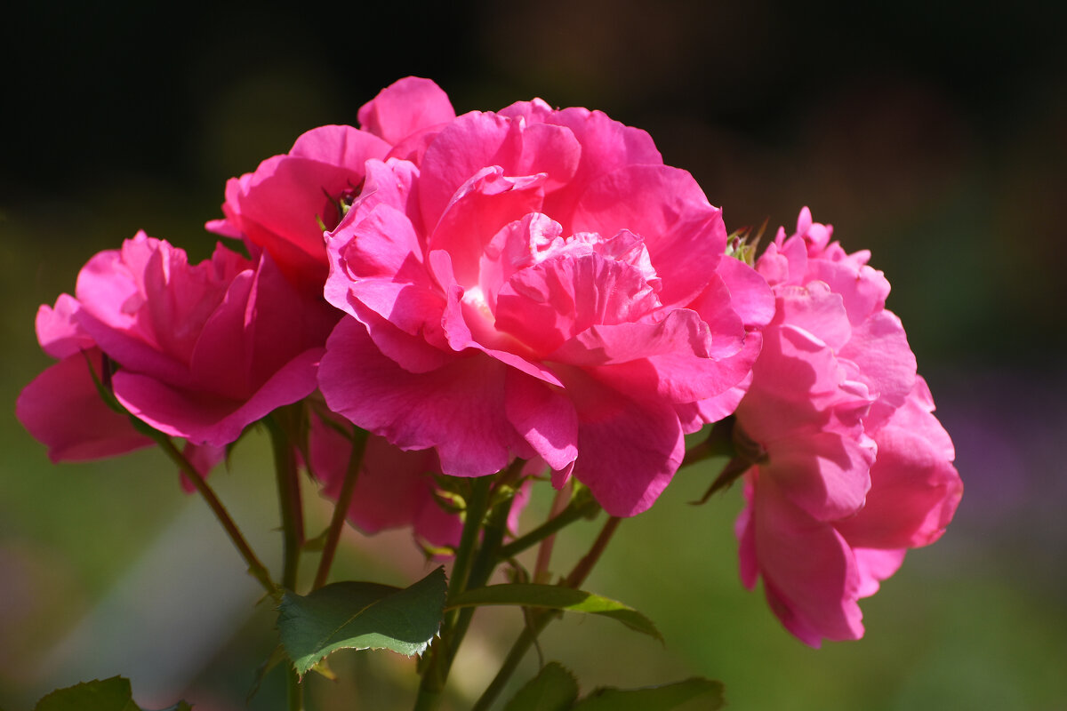 Лето в Ботаническом... Август. - Наташа *****