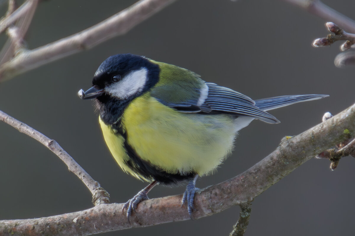 Синица большая - Sergey38 