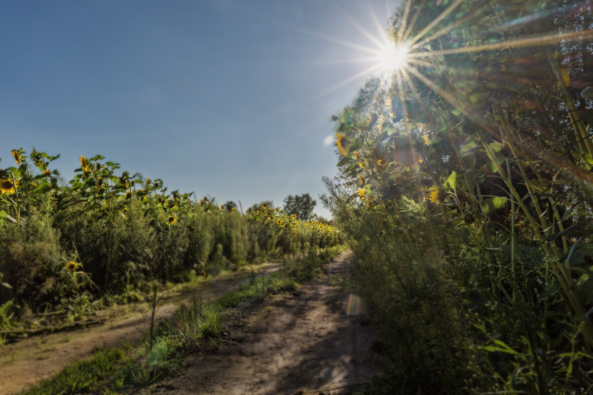 Солнечное поле - sorovey Sol Солнечное поле - sorovey Sol