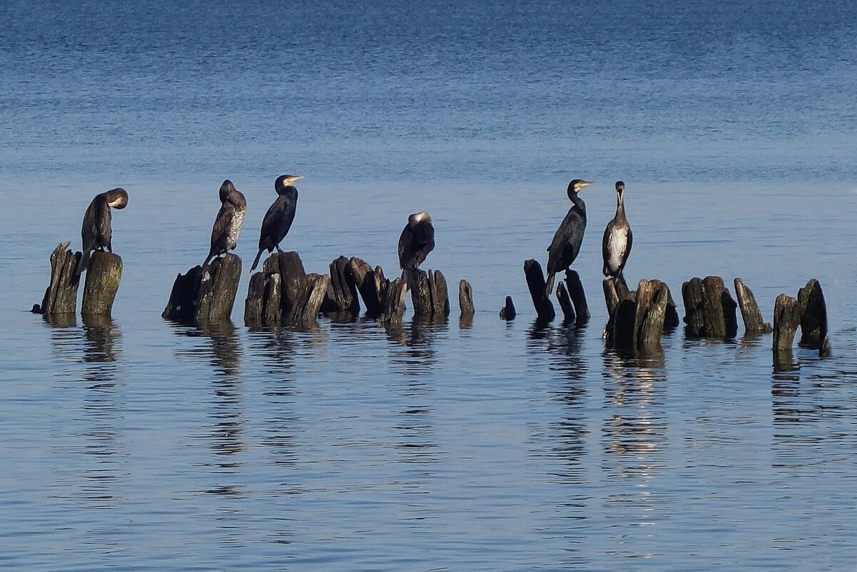 Бакланы на море - Рита Симонова