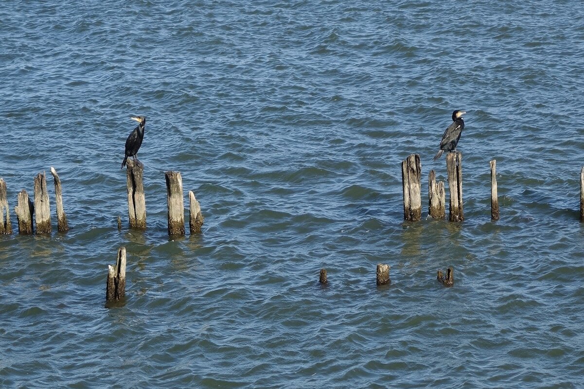 Бакланы на море - Рита Симонова