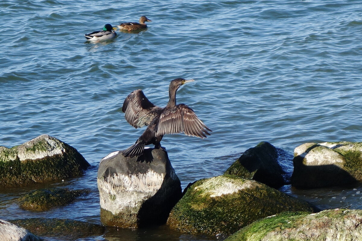 Бакланы на море - Рита Симонова