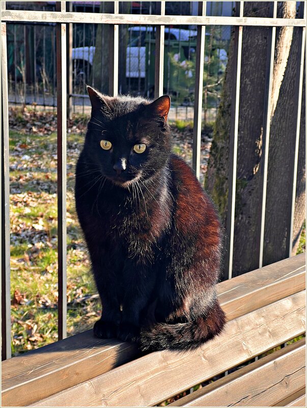 Зеленоградский котик. - Валерия Комова