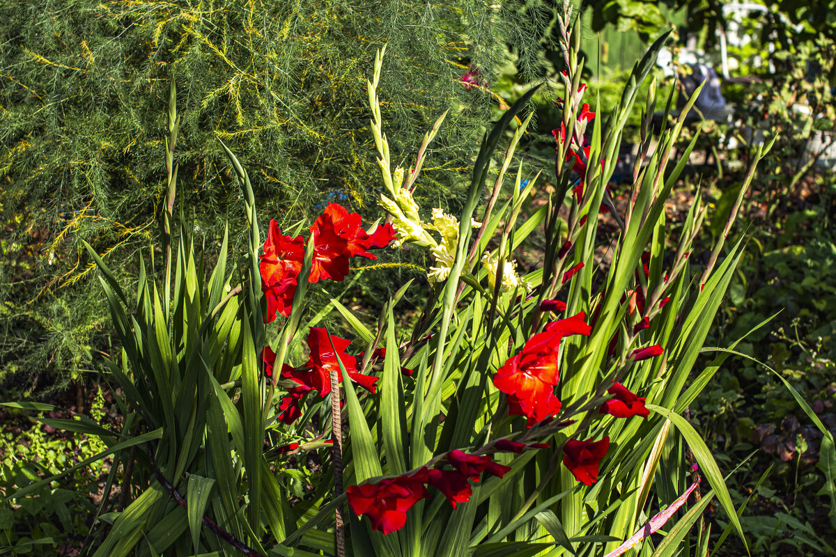 Гладиолус, примета уходящего лета. - Петр Беляков