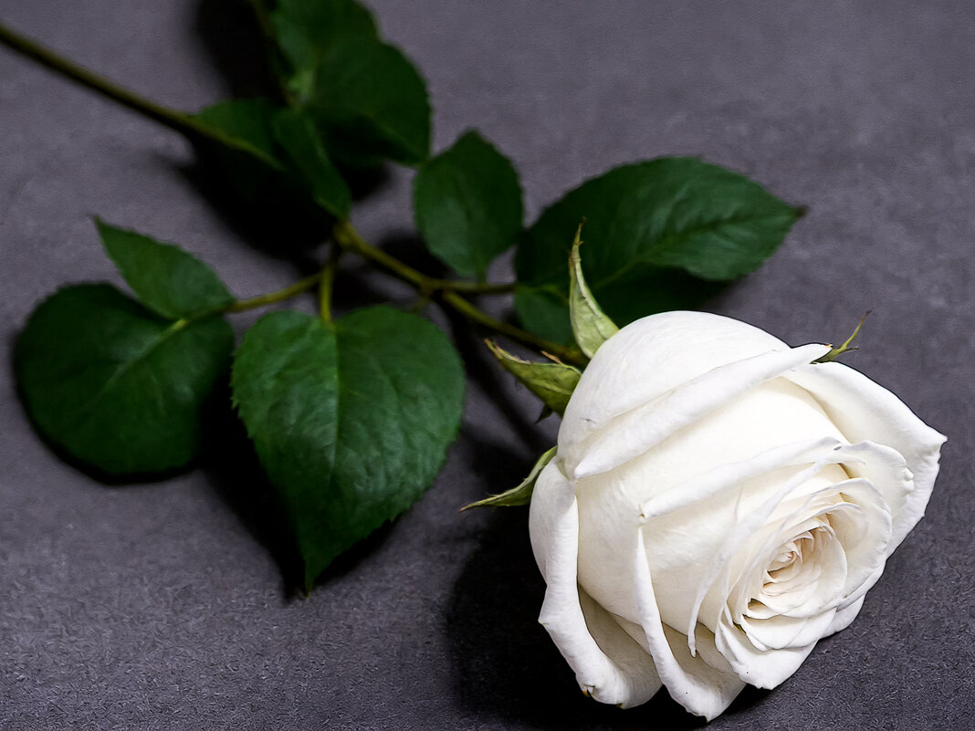 Белая роза - Aleksey Afonin