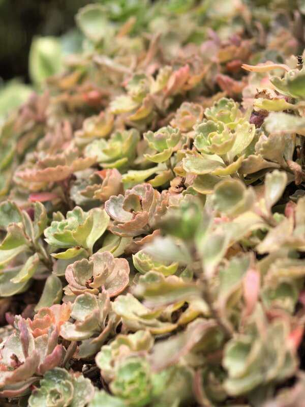 Суккуленты - Татьяна Михайлова