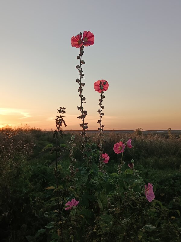 Ловя вечерний свет. - Леонид Иванчук