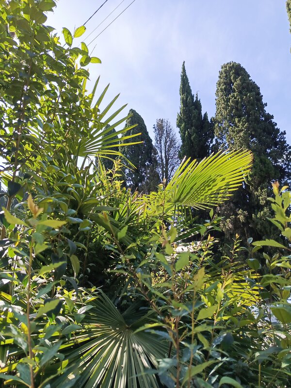 Кусочек Абхазии - Татьяна Пальчикова