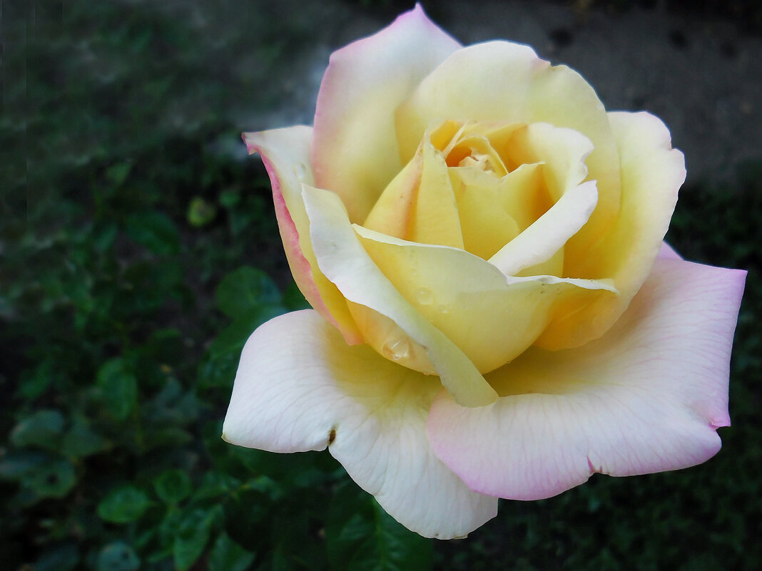 Осенняя красавица - Надежда Куркина 