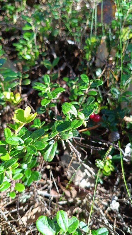 В лесу - BoxerMak Mak