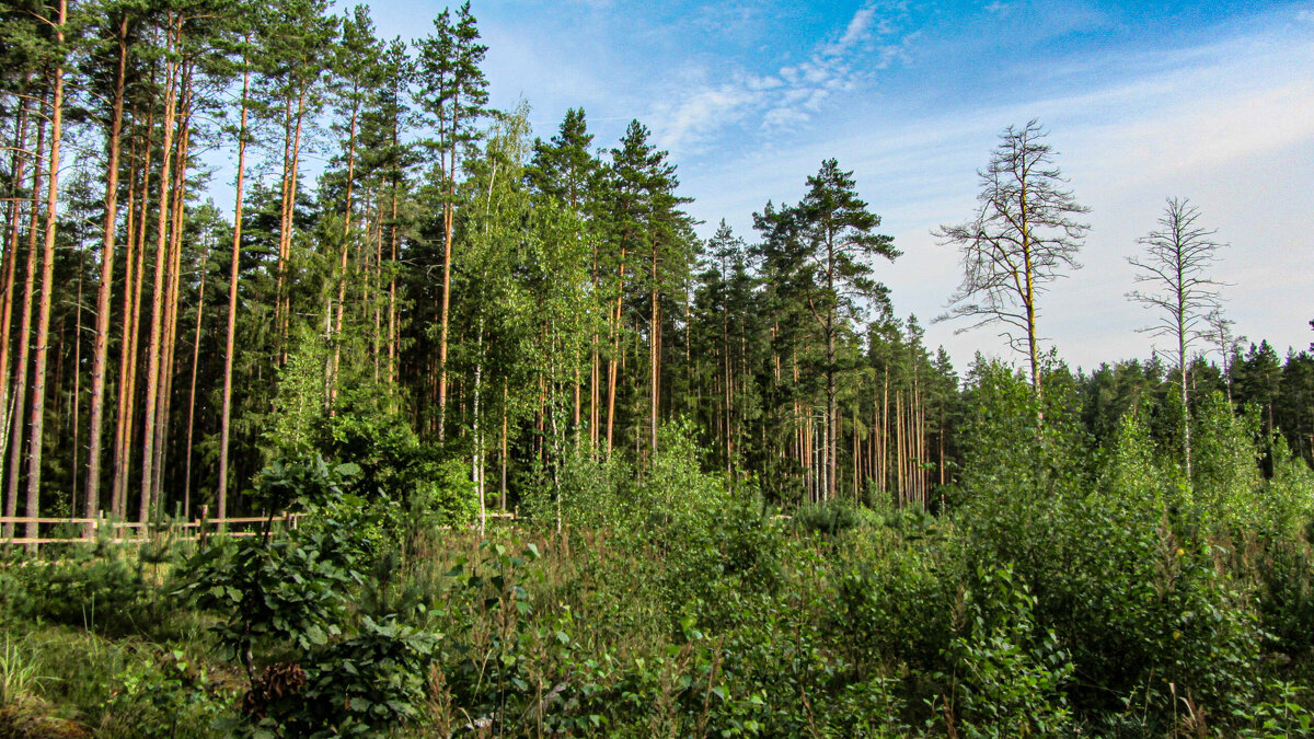 Лес - Виталий Андрейчук