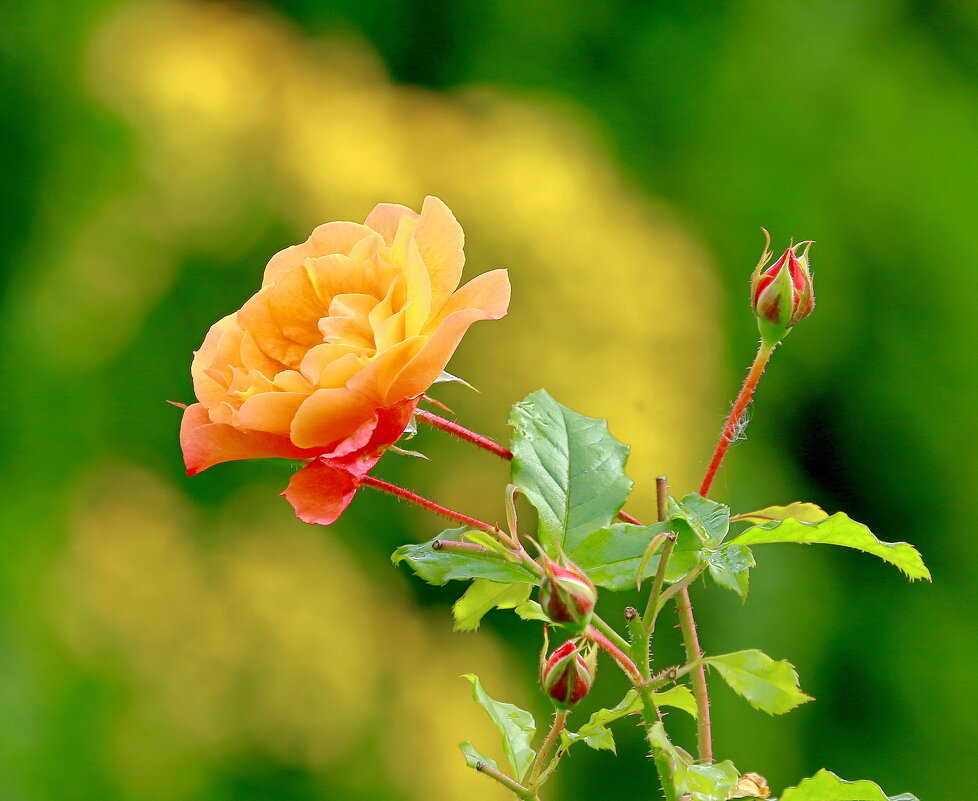 краски осени - Andrey Bragin 