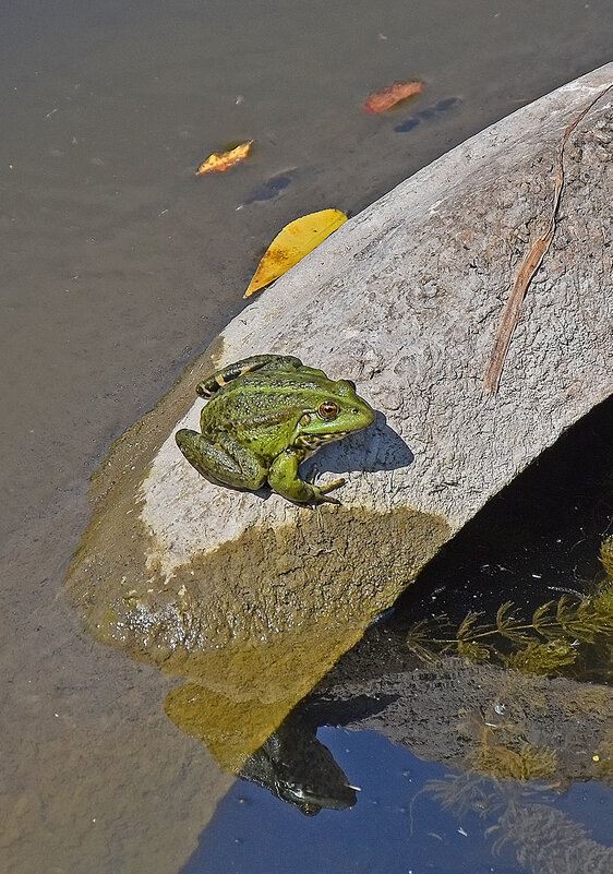 Всё жду прЫнца! - Валентина  Нефёдова 