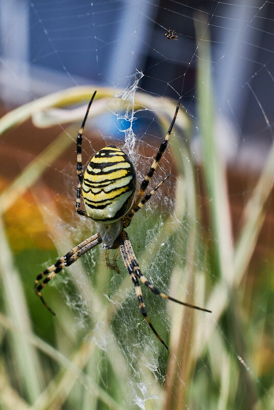 Агриопа или паук оса - Сергей 