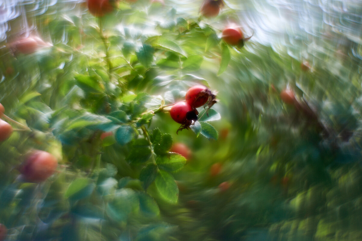 шиповник собачий - Александр Леонов