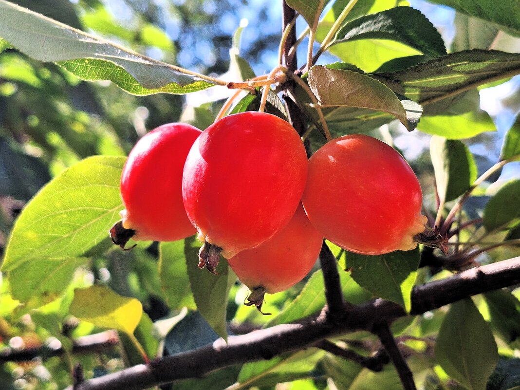 *** - Наталья 