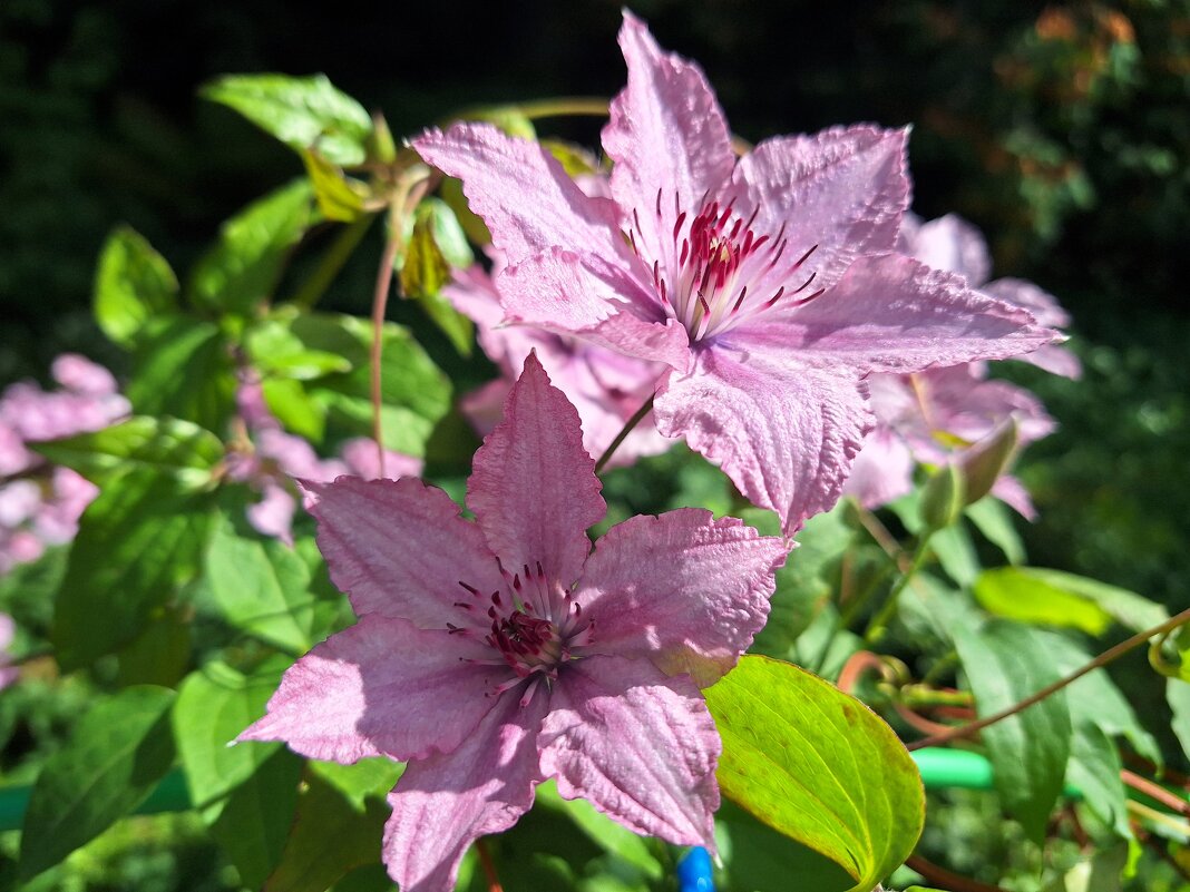 Клематис - Наталья 