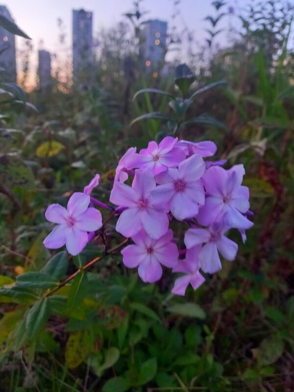 Флокс - Сапсан 