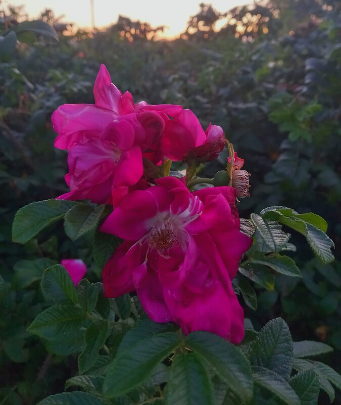 Шиповник - Сапсан 