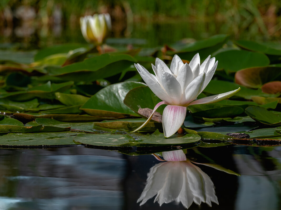 Нимфея - Александр Орлов Нимфея - Александр Орлов