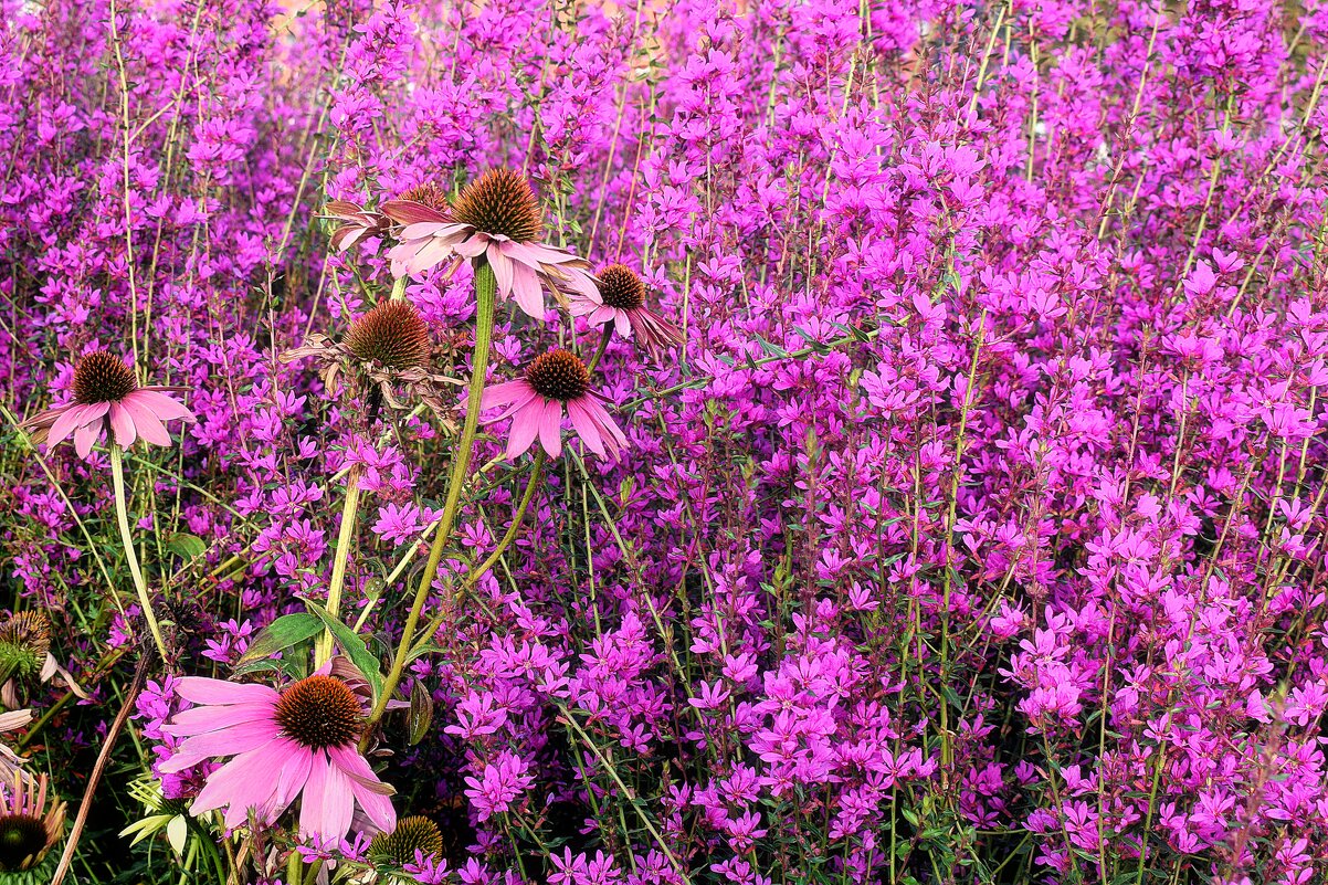 Цветочный  рай. на Манежной площади. - Татьяна Помогалова