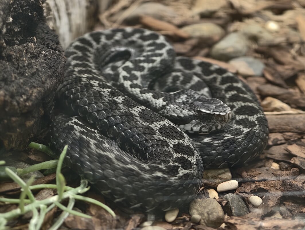 Обыкновенная гадюка - <<< Наташа >>>