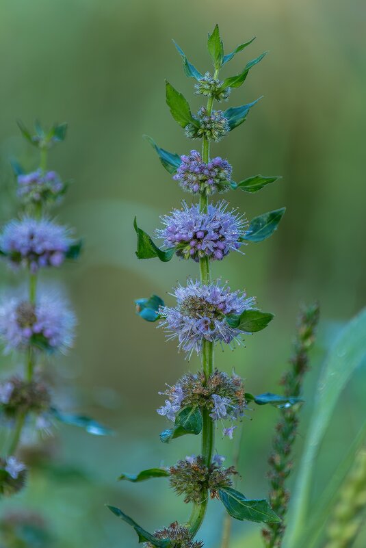 *** - Виктор Иванович Чернюк
