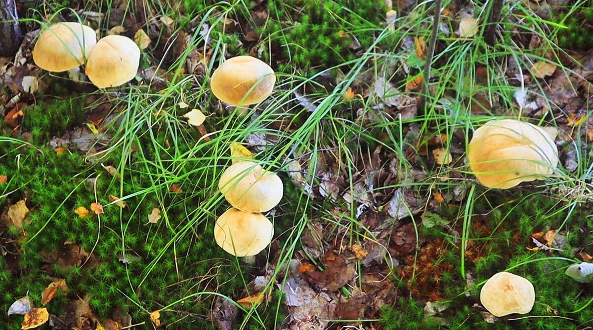 Сентябрь...Загадочные грибки! - Владимир 