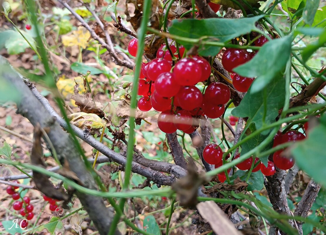 «Осень-припасиха» - Любовь Сахарова